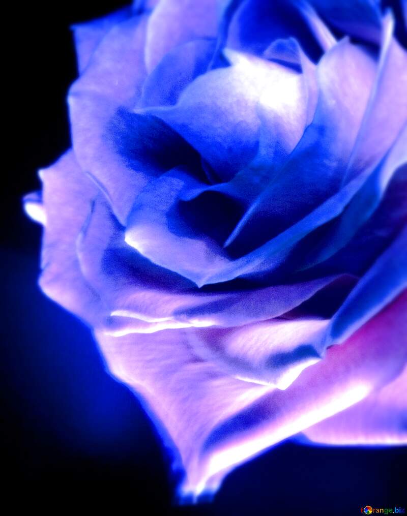 Blue  rosa flower  at Black background №7631