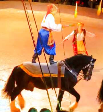 FX №11955 Ukrainian circus horse