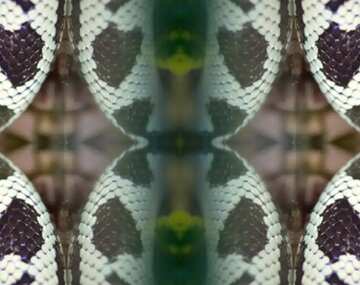 FX №11838 Snake    pattern