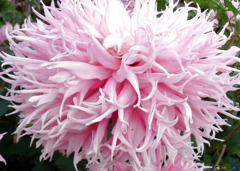  Pink flower  Dahlia light №14301