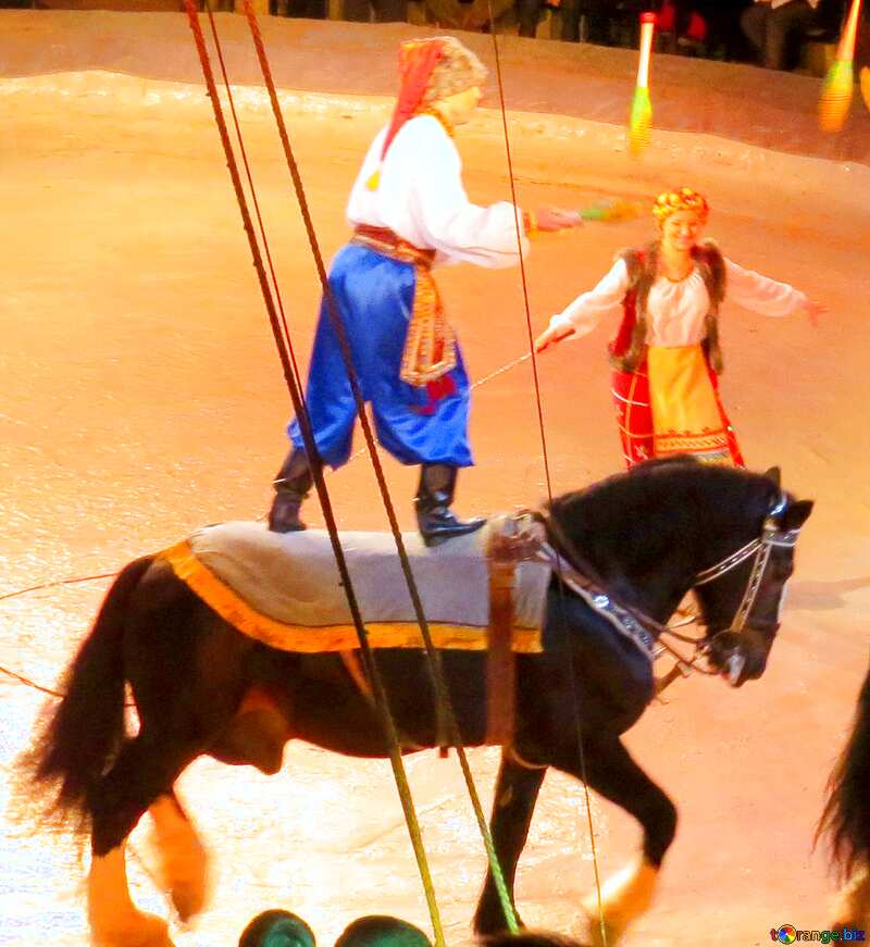 Ukrainian circus horse №15788