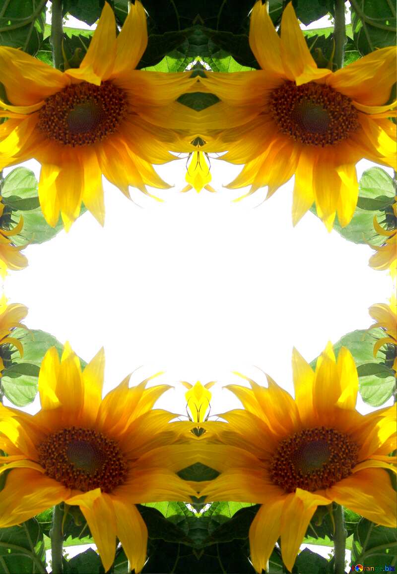 sunflowers pattern background №2026