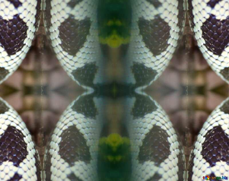 Snake    pattern №10247