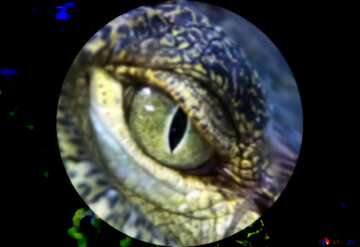 FX №110738 Eye crocodile presentation template