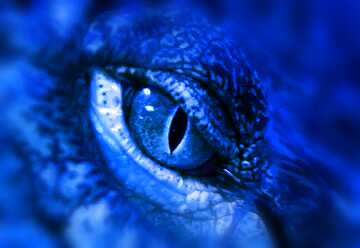 FX №110818 Eye crocodile blue