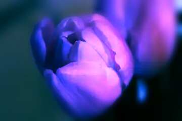 FX №110568 Blue Tulip Macro