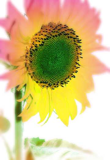 FX №110365 Flower of sunflower blur frame
