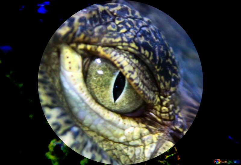 Eye crocodile presentation template №11303