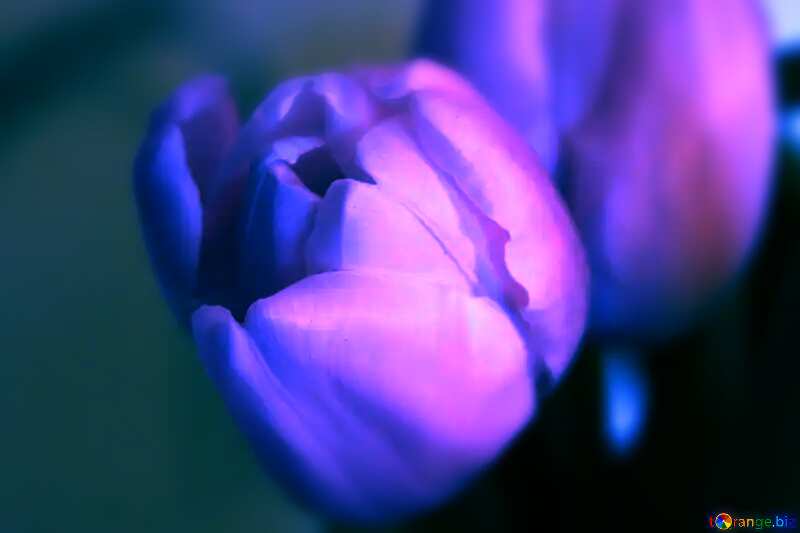 Blue Tulip Macro №950