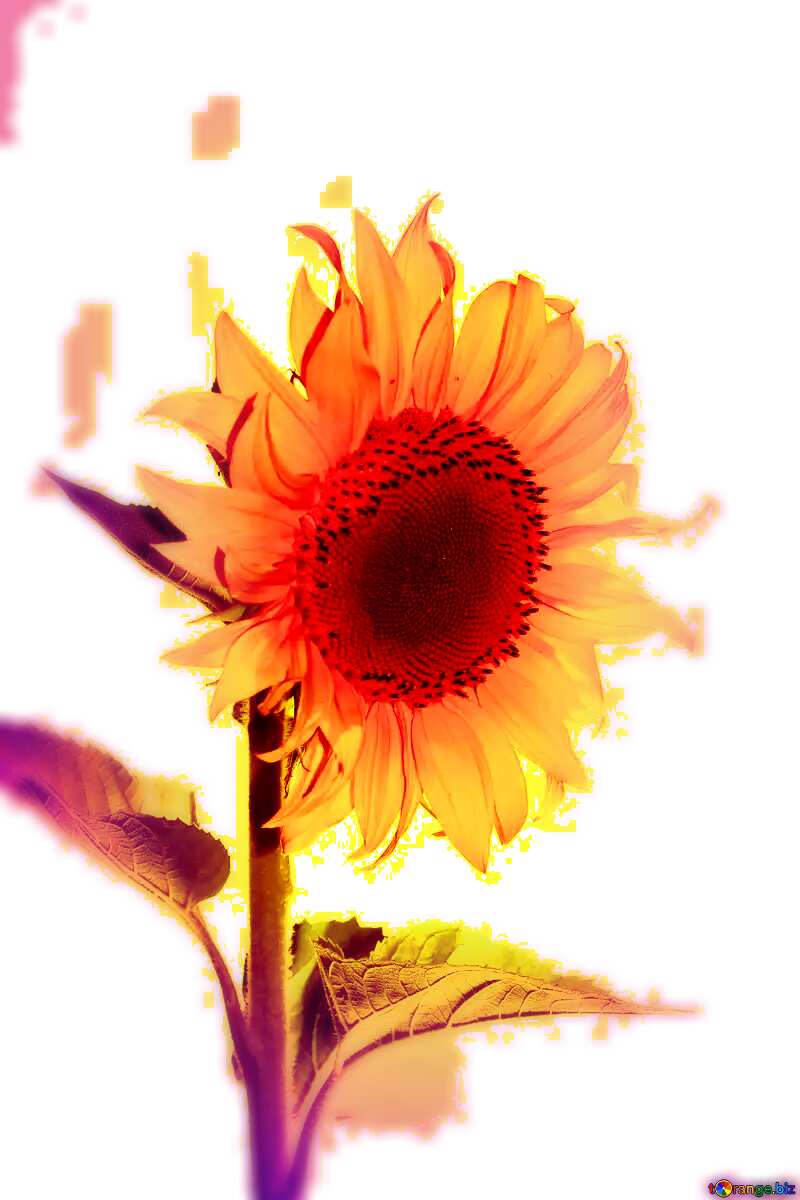  sunflower №32767