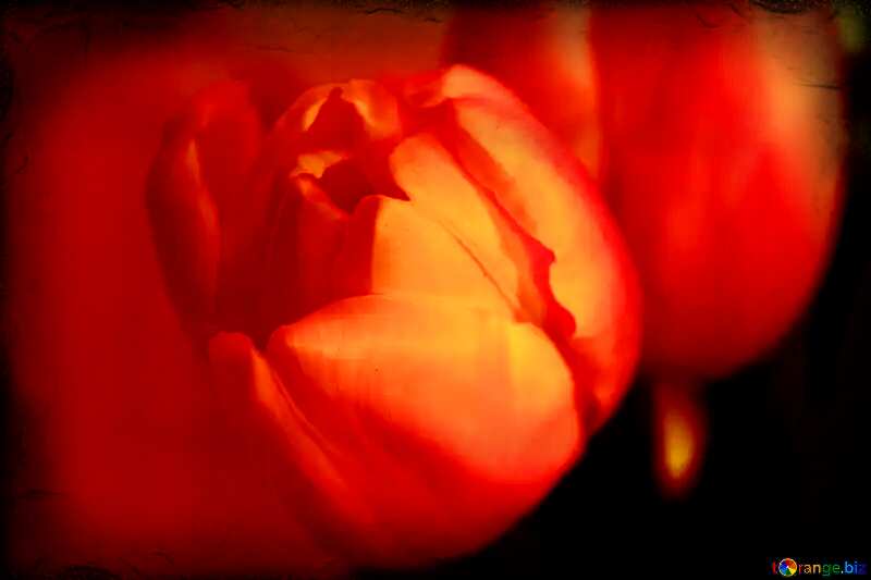 Red  Tulip flower  Macro №950