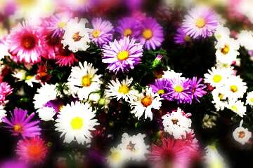 FX №112331 Floral background blurring  frame
