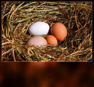 FX №112308 eggs nest blank card