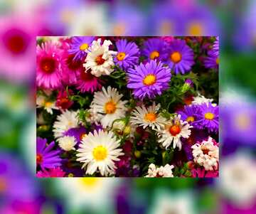FX №112256 Floral background