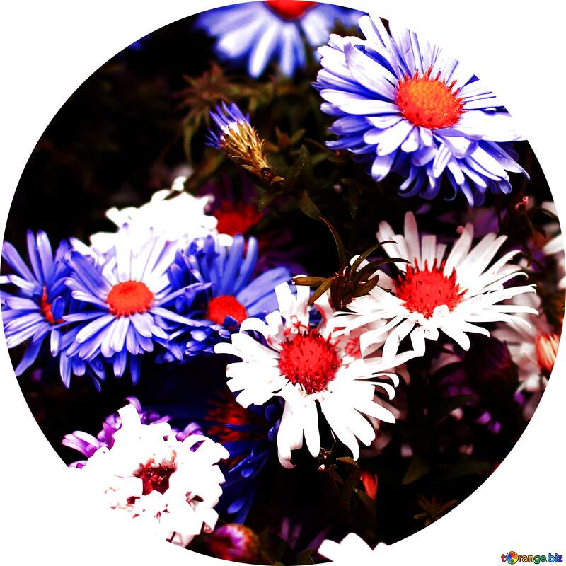 Download free picture Floral background frame circle on CC-BY License ...