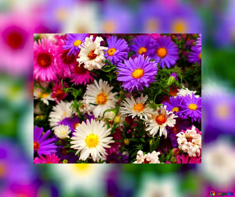 Floral background №36285