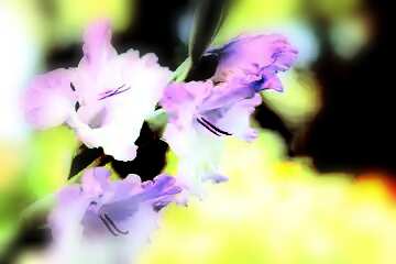 FX №113905 gladiolus flower blur frame