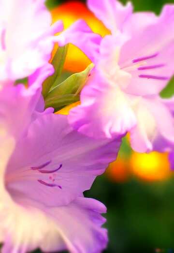FX №113696 Gladiolus blur frame