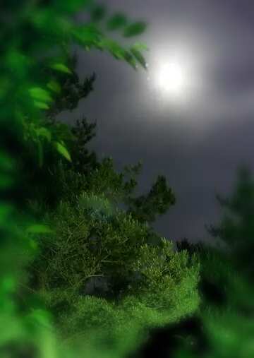FX №113481 Moon in the night forest  blur frame