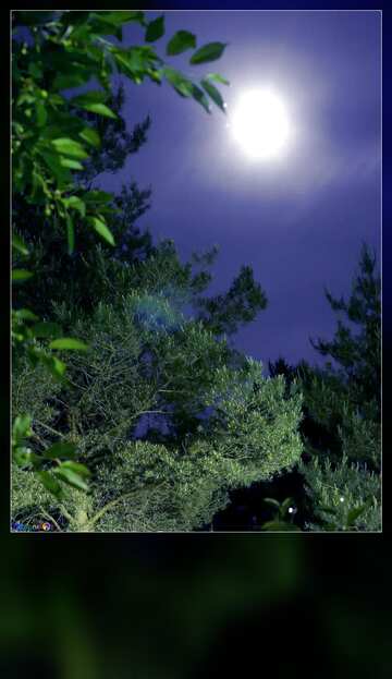 FX №113487  Moon in the forest