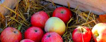 FX №113313  apples in wooden box