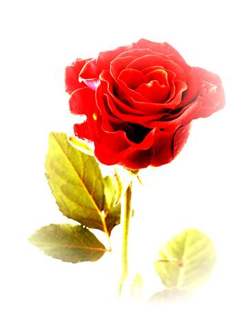 FX №113097 Beautiful rose flower