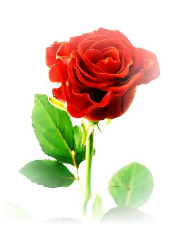 FX №113114  Beautiful red rose flower