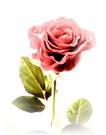 FX №113115 une rose avec un pétale en moins