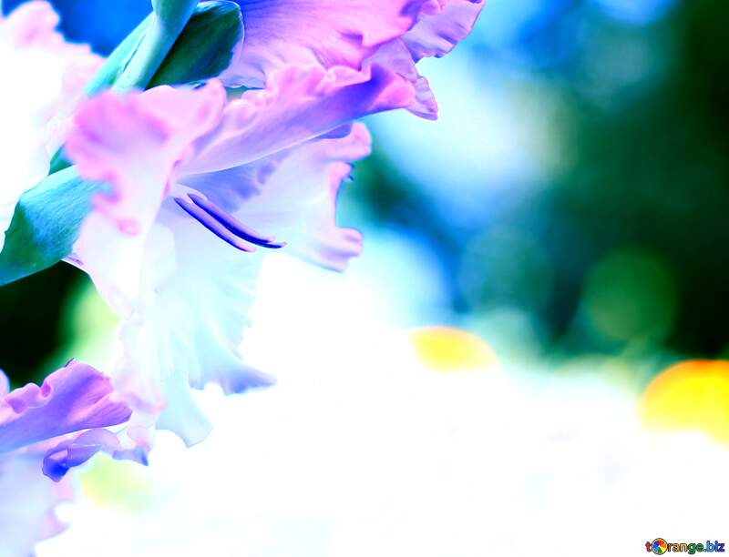Nice flower close-up blossom background №33788