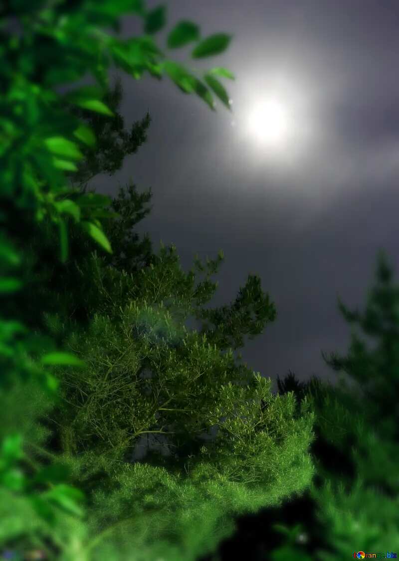 Moon in the night forest  blur frame №27208