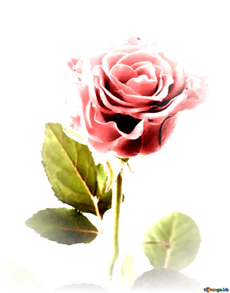 Beautiful rose flower №17040