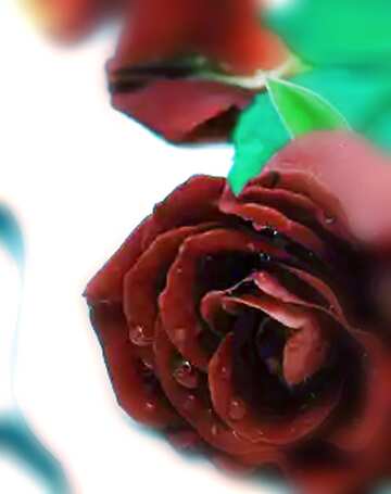 FX №114175 Roses flower  blur frame