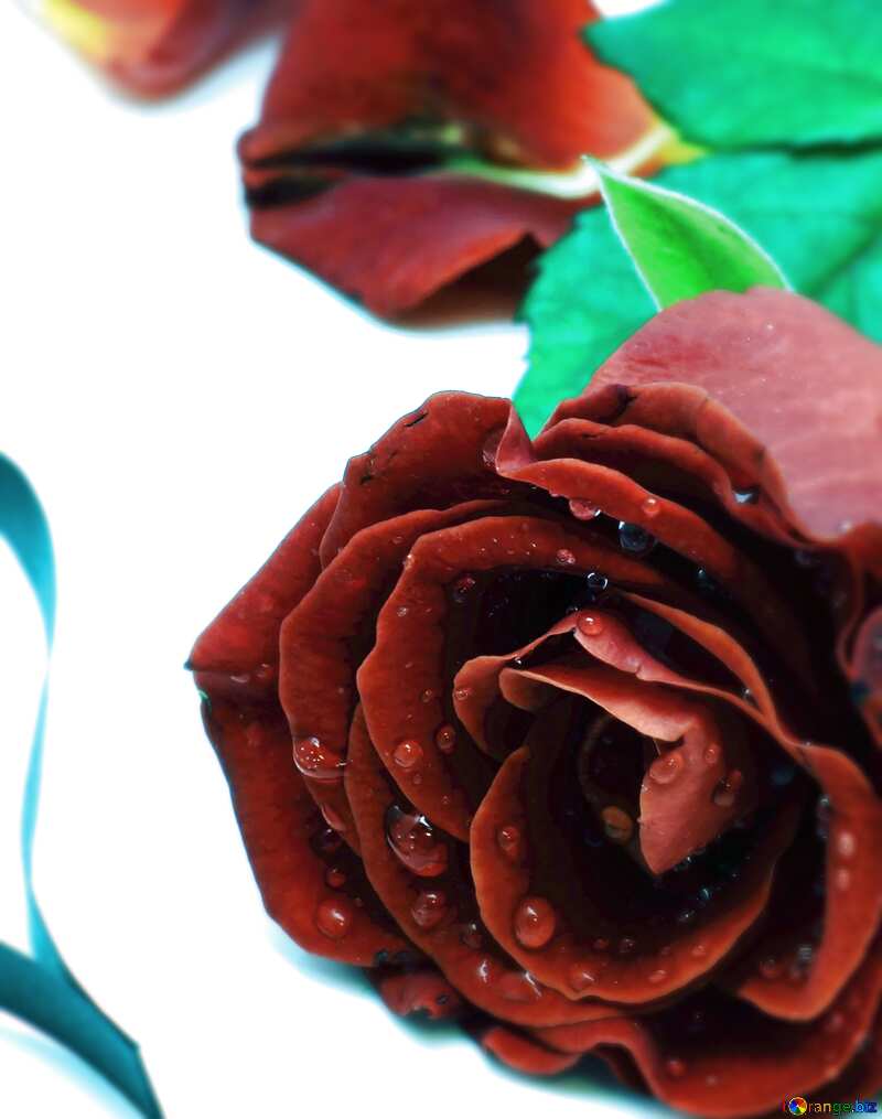 Roses flower  blur frame №16853