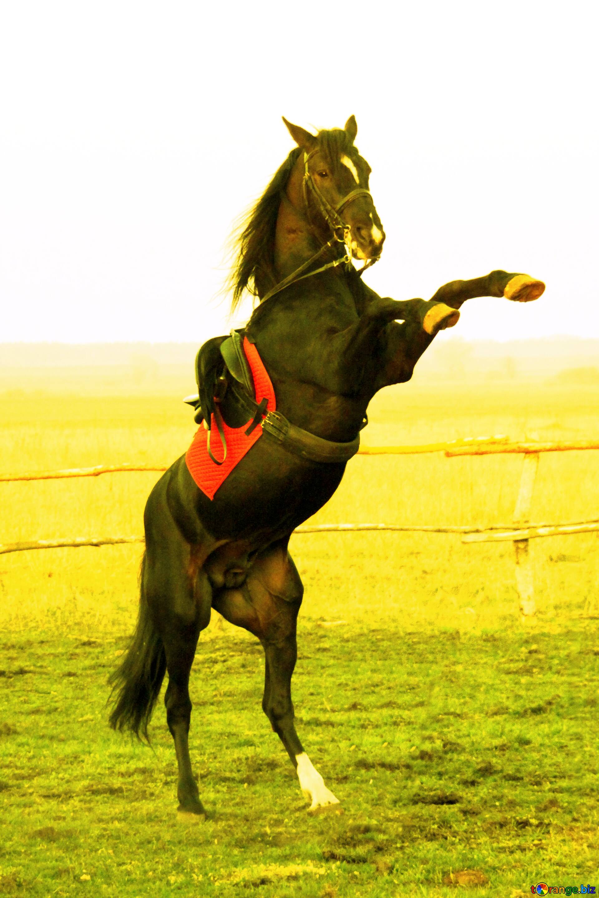 Скачать Фото Лошадей Бесплатно