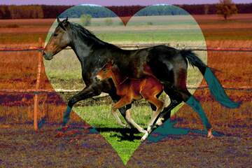 FX №116890 Horse foal love background