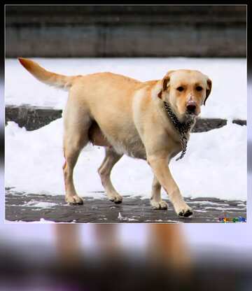 歩く犬 無料の写真 純血 犬 歩くこと 冬 無料の写真 犬 712 Torange Biz