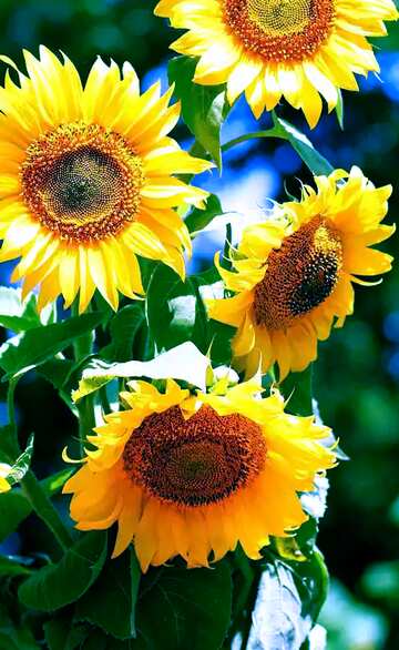 FX №116585  Sunflowers bouquet background vertical