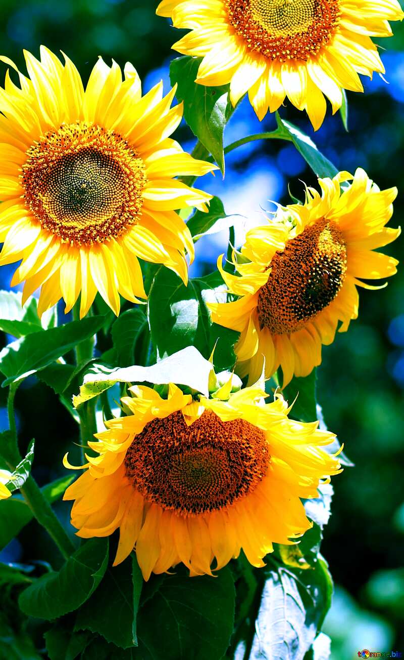  Sunflowers bouquet background vertical №32701