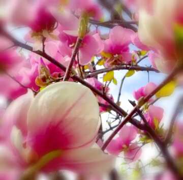 FX №117640 blooming flower magnolia tree