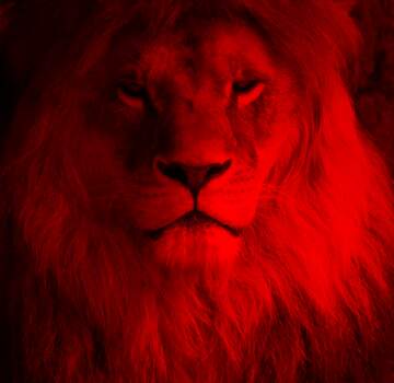 red lion animal