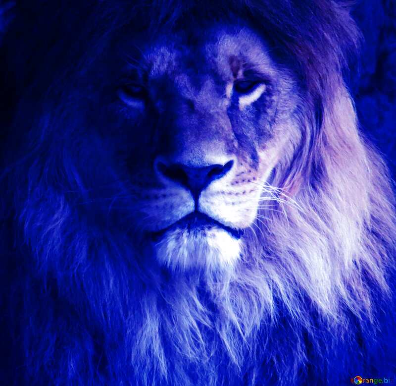 Download free picture Blue lion portrait on CC-BY License ~ Free Image