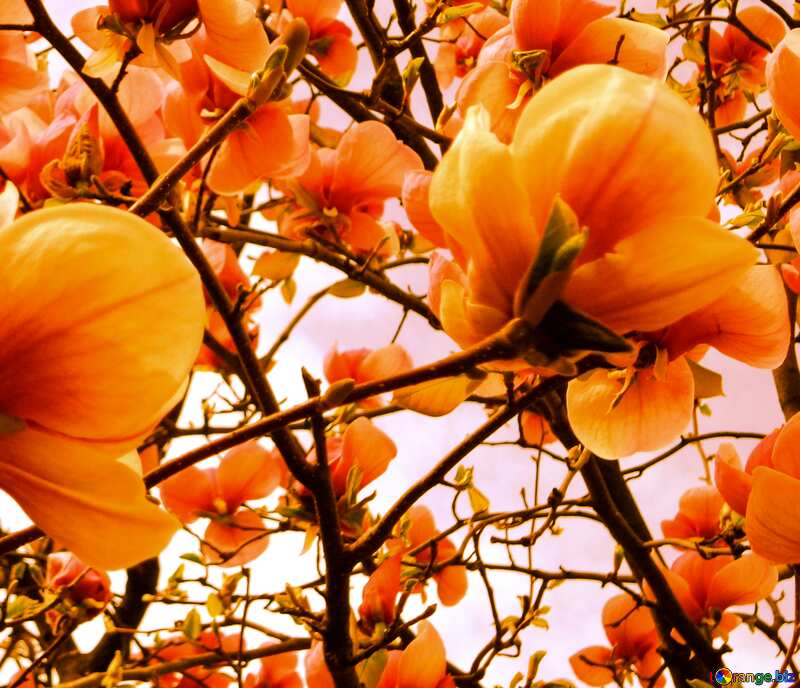 Orange  magnolia №28386