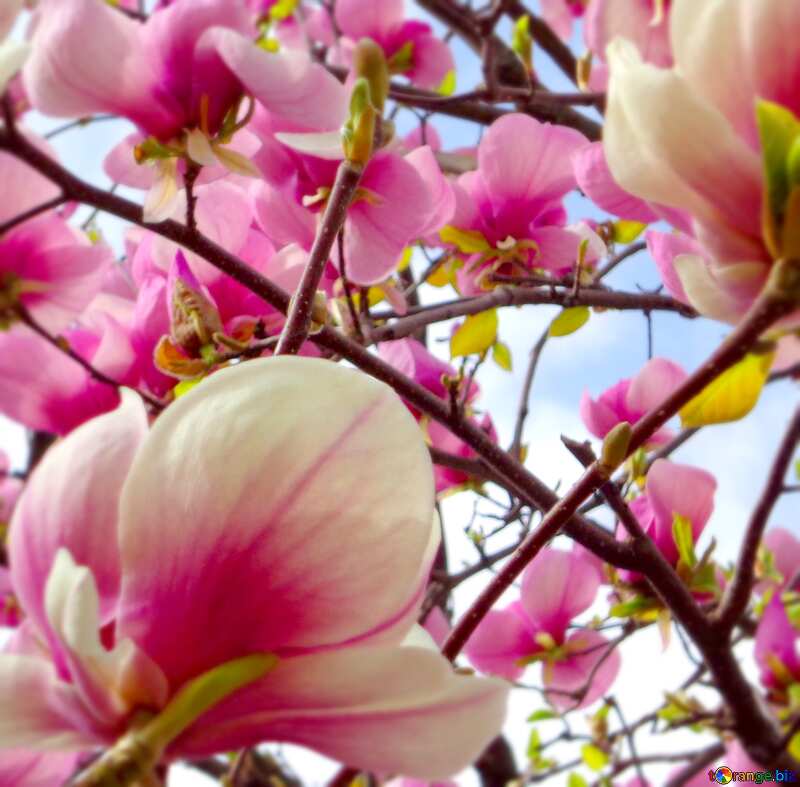 blooming flower magnolia tree №28386