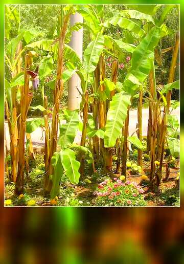 FX №118351  Banana plant