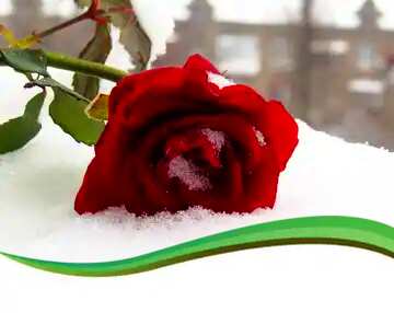 FX №119823 Winter rose flower snow  curved border