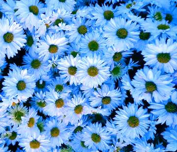 FX №119275 Chrysanthemum-like flowers blue texture pattern background