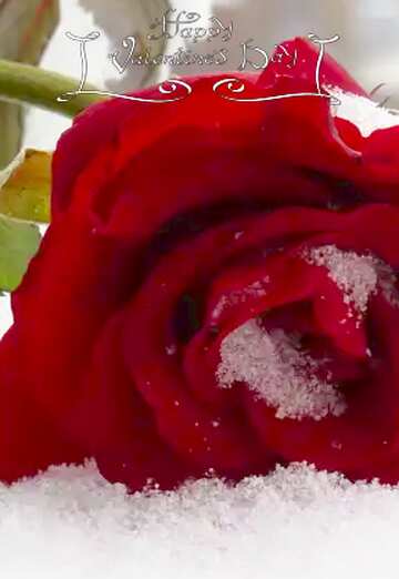 FX №119870 Winter rose happy valentines day card