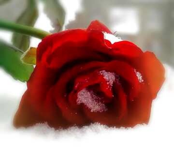 FX №119734 Snowy  rose