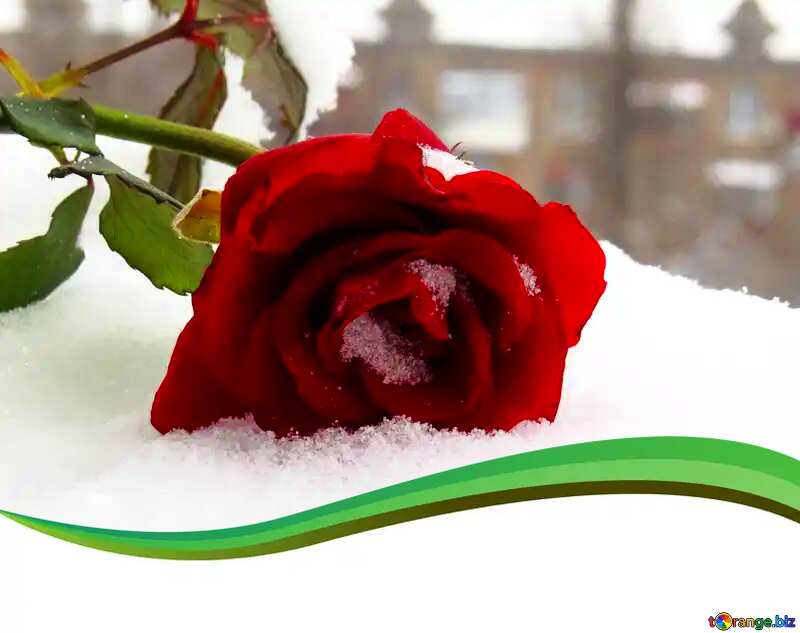Winter rose flower snow  curved border №16951