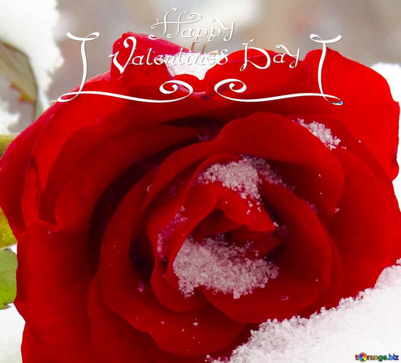 rose snow happy valentines day №16951
